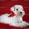 depositphotos_32701541-White-miniature-schnauzer-puppy