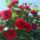 Futorozsank_1929108_4951_t