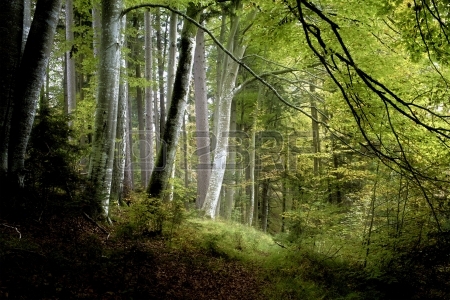 Sejtelmes erdő 8