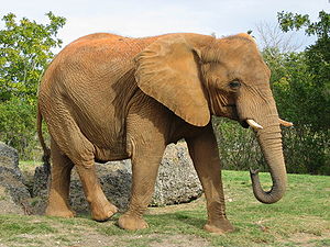 afrikai elefánt 1