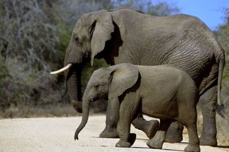 afrikai elefánt 2