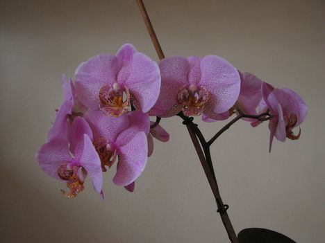 Boldog Húsvétot kívánok minden kedves Orchideakedvelőnek!