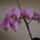Boldog_husvetot_kivanok_minden_kedves_orchideakedvelonek_1920785_9017_t