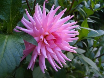 Dalia rózsaszín kaktusz