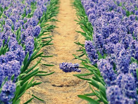 hyacinths-spring-sunny-track-bed