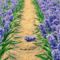 hyacinths-spring-sunny-track-bed