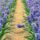 Hyacinthsspringsunnytrackbed_1920438_6356_t