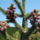 Jegenyefenyo_viragzas__mintha_karacsonyi_diszbe_oltozott_volna_192408_94380_t