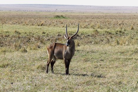 Kenya,2006. 276