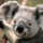 Koala_1902748_4093_t