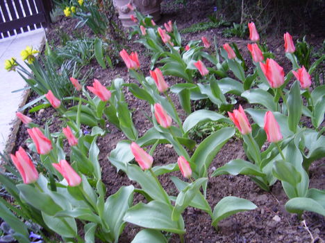 Nyíló tulipánjaim, s dupla nárciszaim