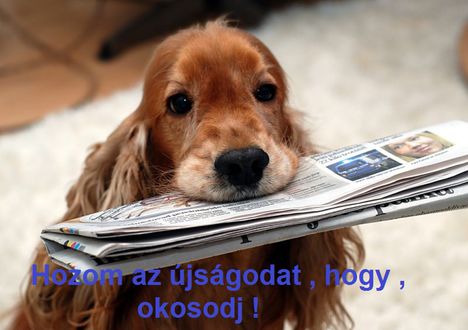 Újság !