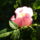 Csipkerozsa_p1160853_1933338_6232_t