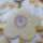 Viragok-019_1933156_6687_t