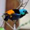 /HÉTSZÍNŰ TANGARA Seven-coloured-tanager/