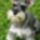 Schnauzer_2-003_1934884_3935_t