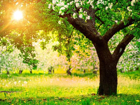 apple-tree-flowering-spring-sun-light-bright-dandelions