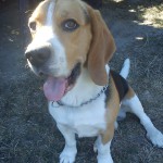 beagle-kutya-9-150x150