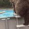 Maci medencében szörfözik-gif