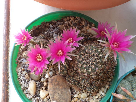 virágzó kaktuszok 1