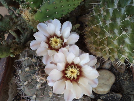 virágzó kaktuszok 2