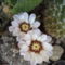 virágzó kaktuszok 2