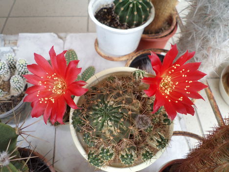 virágzó kaktuszok 4