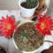 virágzó kaktuszok 4