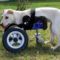 3D nyomtatott kerekes széket kapott egy kutya, a neve Luisa (Riedhausenből)_01