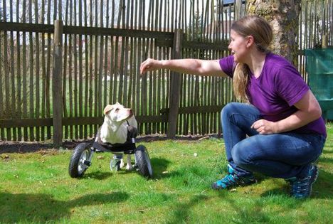 3D nyomtatott kerekes széket kapott egy kutya, a neve Luisa (Riedhausenből)_02