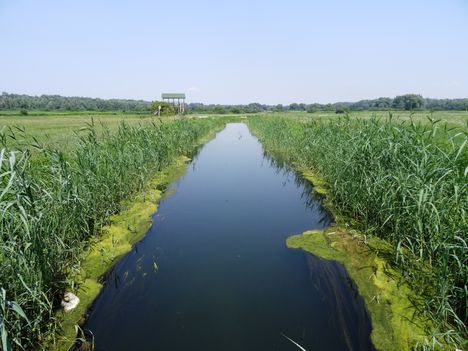 A vízpótlással ellátott Szavai csatorna felső szakasza a Kucséroknál 2015. július 24.-én