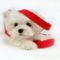 lovely_white_puppy_dog_83254