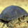 mocsári teknős