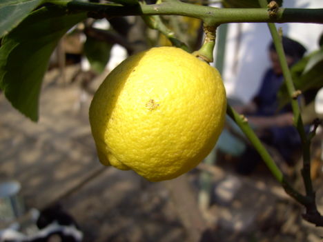 2009 citrom