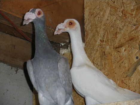 2010. évi ezüst tojó és fehér hím