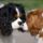 Cavalierkingcharlesspaniel_1093039_7001_t