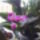 Dendrobium__kingianum_1903754_2451_t