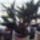 Dendrobium_kingianum-001_1903753_7659_t