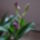 Dendrobium_kingianum-002_1903468_8890_t