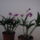 Dendrobium_kingianum-003_1903469_8059_t