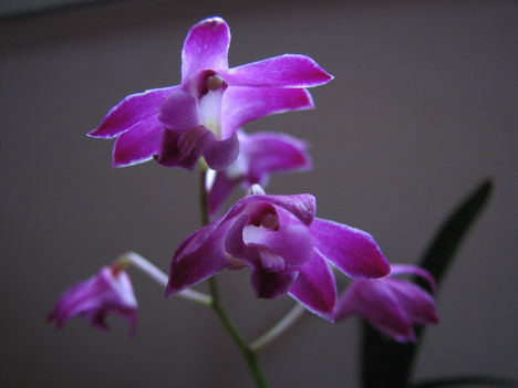 Dendrobium kingianum