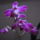 Dendrobium_kingianum-004_1903470_8205_t