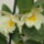 Dendrobium_nobile_1930002_9320_t