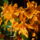 Dendrobium_nobile_firebird_1930006_4893_t