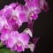 dendrobium-phalenopsis