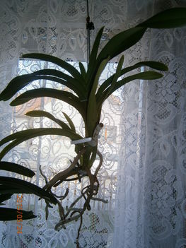  Orchidea házban vett Vanda. Formátlan lett.