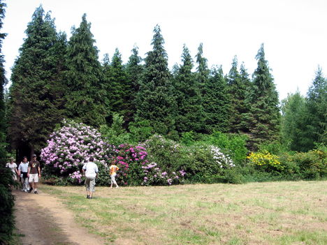 Örökzöldek és rododendronok