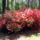 Rododendron-001_193804_25957_t