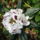 Rododendron_193803_56056_t