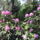 Rododendronok-001_193802_70317_t